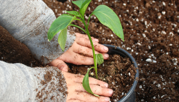 Depaul volunteer plants a pot in the earth